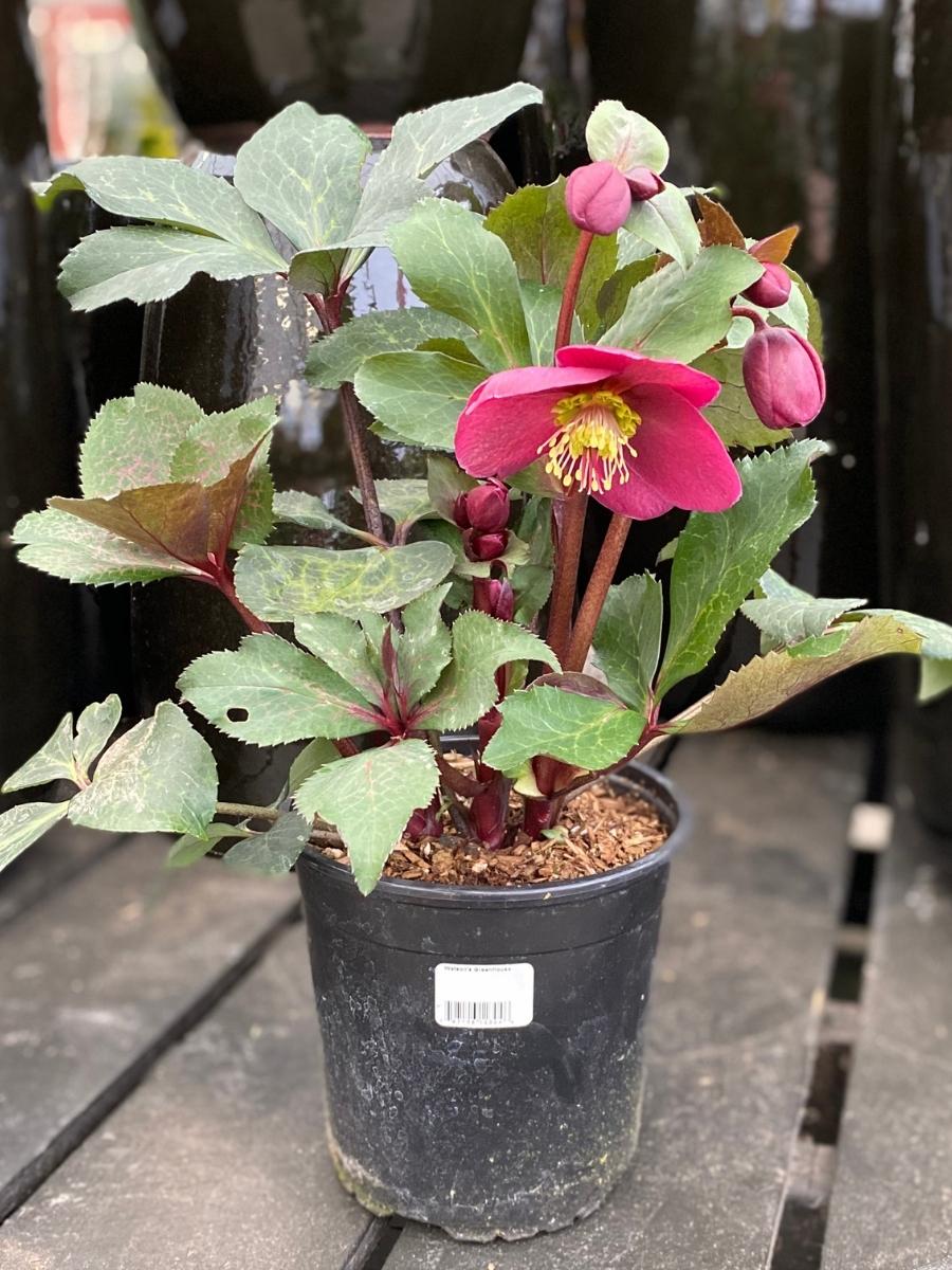Hellebore Anna's Red 1G